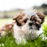 Best Dog Food For Shih Tzu In India