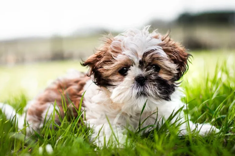 Best Dog Food For Shih Tzu In India